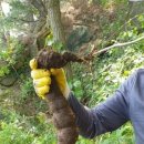 약초랑 닭이랑 이미지