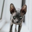 벌거벗은 고양이 네이버블로그
