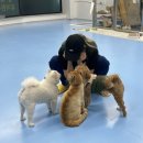 몽글몽글 애견유치원 이미지