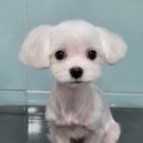 펫살롱호야 | 대연동강아지미용 경성대강아지미용 남천동강아지미용...대연동말티즈미용 부산강아지 첫미용 펫살롱호야