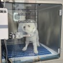 정샘동물병원 이미지