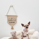 온니애견미용 이미지