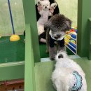 이츠펫(청당점) 이미지