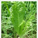 개발제한구역에서 할수있는행위입니다. 이미지