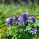 하이얀사 이미지