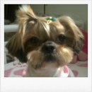 왕자볼트 이미지