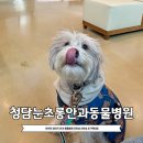 안 수의과병원 | 강아지 반려견 백내장 진료 수술 서울 청담눈초롱 안과 동물병원