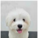 청주강아지분양 애견입양 애견미용 바른펫 이미지