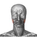 parotid gland and duct(귀밑샘과 귀밑샘관) 이미지