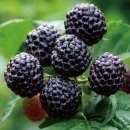 (주)토종환경 - 815 | 요즘 기운 없으시죠? 문경 토종 복분자 직접 먹어보고 느낀 솔직한 변화와 효능 정리