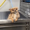 샬롬 민박 이미지