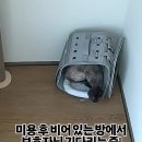 고양이미용&호텔 냥집사 이미지