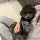 디딤동물병원