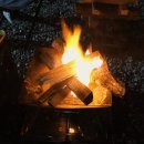 거북애견 이미지