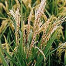 화성이삭 이미지