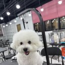 미용사자격증 이미지