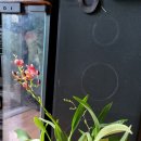 환타지아 이미지