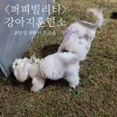 퍼피빌리티 이미지