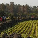 간세다리 이미지