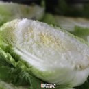 오배추