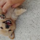 달강아지 이미지