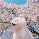 얼리움