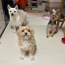 원크 | 나의 세 강아지들 🐶🤎(feat. 피엘 원크 가을)