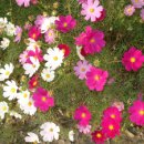 구절초가는길 이미지