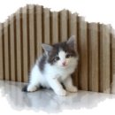 도레미캣 고양이분양 남양주 다산점 이미지