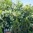 모네정원 이미지