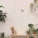 피터펫카페본점 이미지