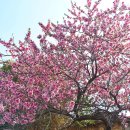 여인의 상징ㅡ연분홍 복사꽃 이미지