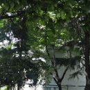 나무아래 이미지