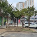 한샘떡집 - 안산시 단원구 달미로 10 | 조경. 상가 수목전지작업 현장
