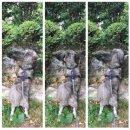 유기견입양후기/후원 : 믹스 &#39;리카리노&#39;