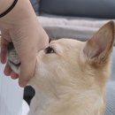주둥이 - 당진시 | 주둥이