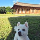 국제대학교기숙사동식당 | 전주애견동반숙소 완주 한옥더클래식, 넓은 잔디마당에서 강아지와 힐링