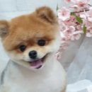쭈애견미용 이미지