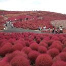 호원초등학교병설유치원 이미지