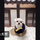 퍼스트펫 | (평택, 강아지, 고양이, 애견미용, 추천!) 퍼스트펫 평택 퍼스트펫, 친절함이 매력