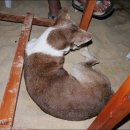 행복한개 이미지