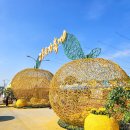 고흥의 하루 | 2025 고흥유자축제 - 전남 가을 축제 여행 후기