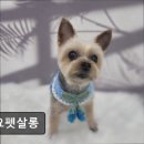 1-93호공원 | (수원, 강아지, 고양이, 애견미용, 추천!) 요요펫살롱 수원 요요펫살롱, 친절한 미용 서비스