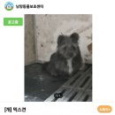 강아띠 이미지