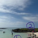 코난비치 | [제주도 스노쿨링 추천] 코난비치 스노쿨링 후기 돌고래 떼 스팟 추천!