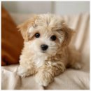 드림독 강아지 고양이 안심분양센터 시흥점 | 인천강아지분양 망설이던 날에 만난 선택, 버디독 고양이분양 강아지분양 안심분양센터 인천점 방문 후기