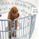 돼지네 울타리 이미지