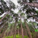 노란담장 이미지