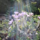 풍도맛집민박 이미지