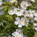 88반점 네이버블로그